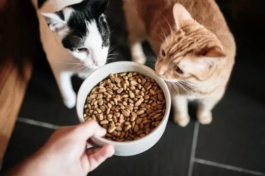 Healthy Treats Your Cat Will Love