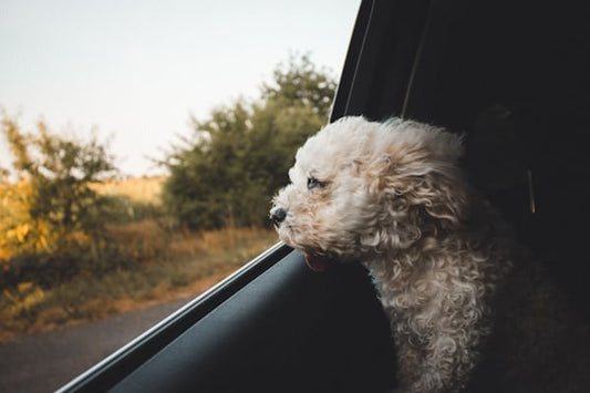 Traveling with Dogs: Must-Have Essentials
