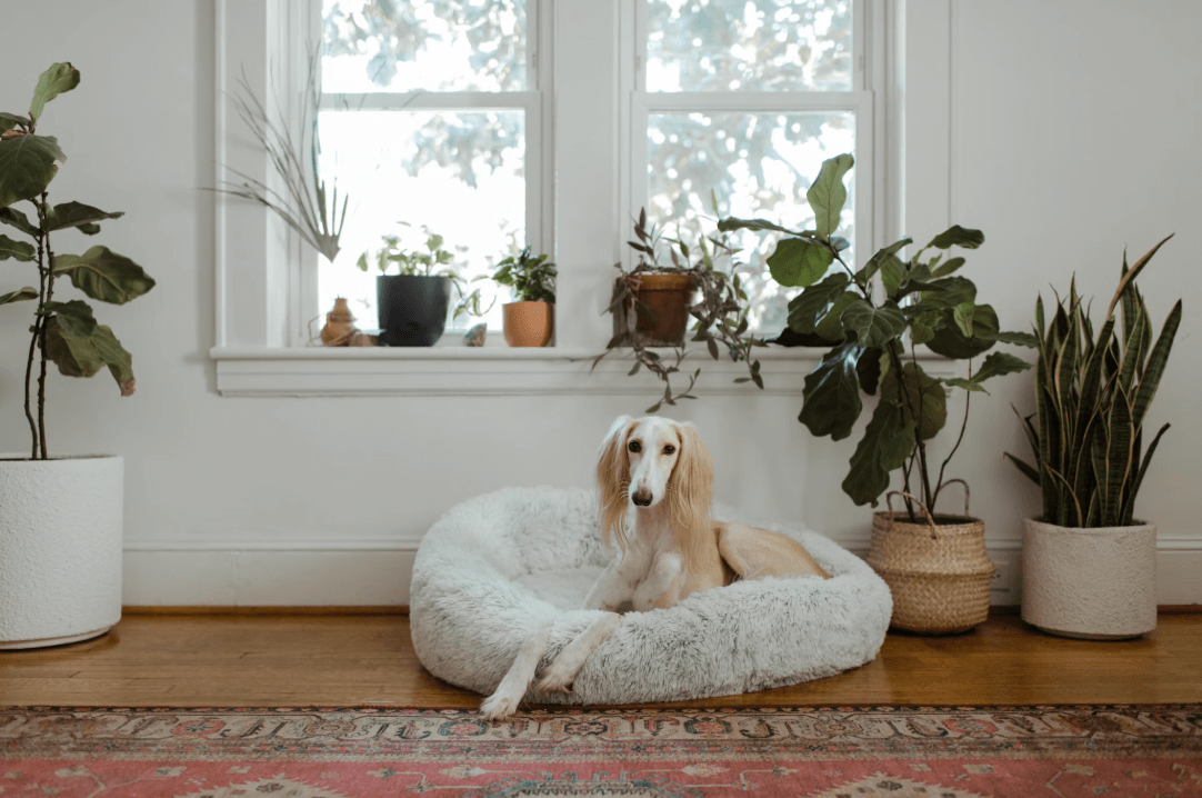 Pet Beds