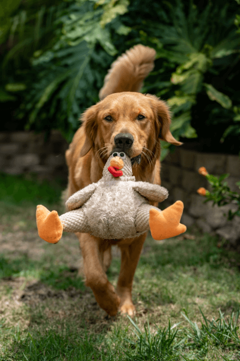 Dog Toys
